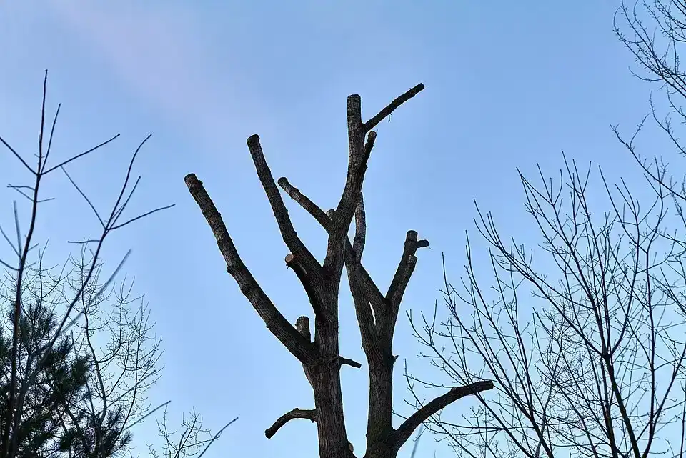 Waldpfad im Grunewald